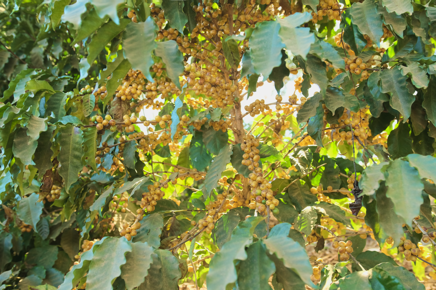 Do Plantio ao Sabor: O Fascinante Ciclo do Café na Fazenda Floresta