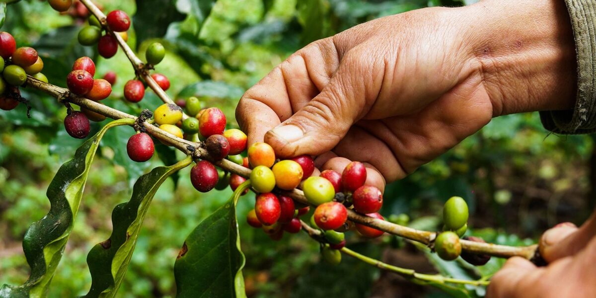 A Jornada do Café, do Produtor à Xícara