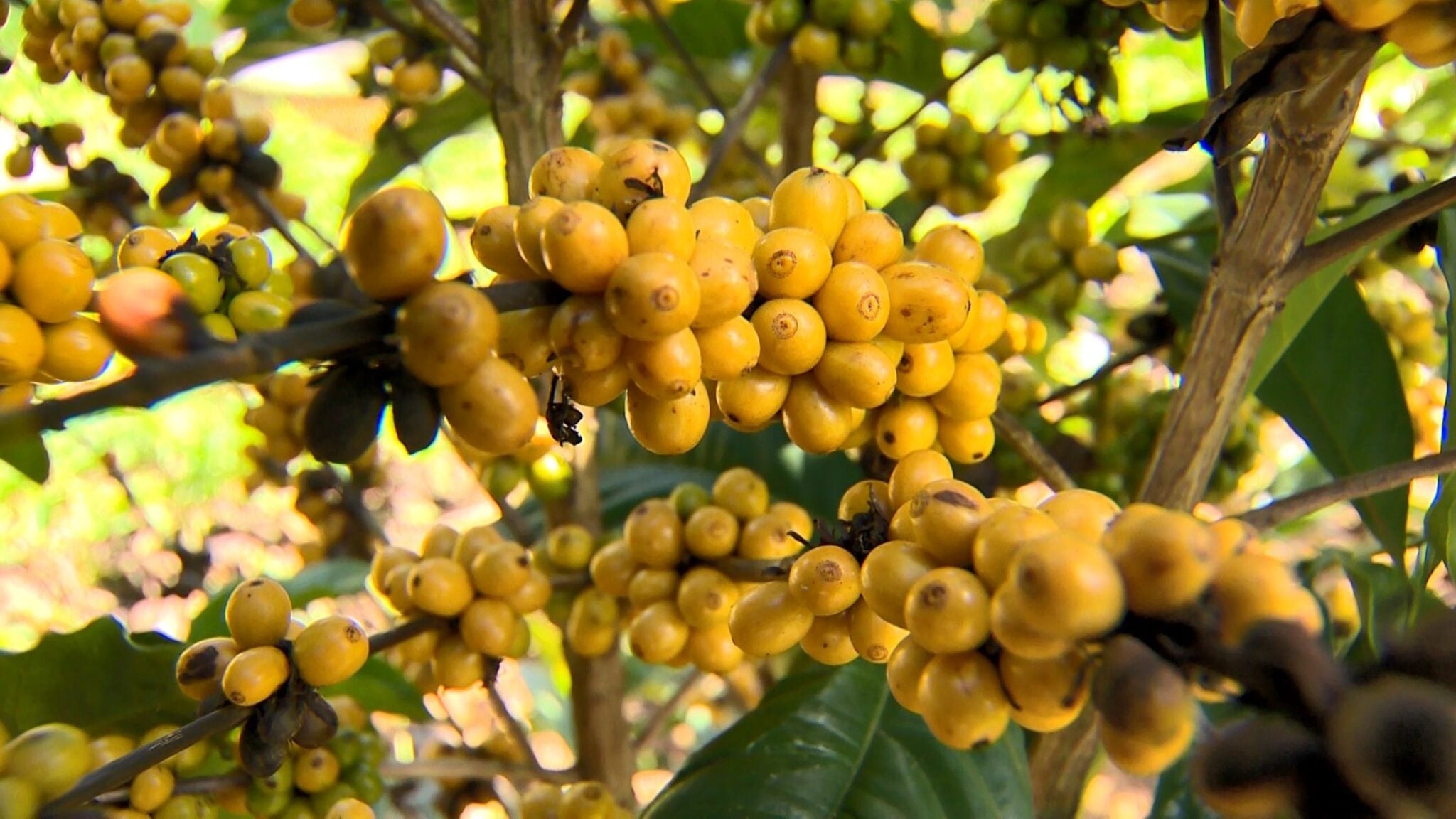 07 Curiosidades Sobre o Café Catucaí