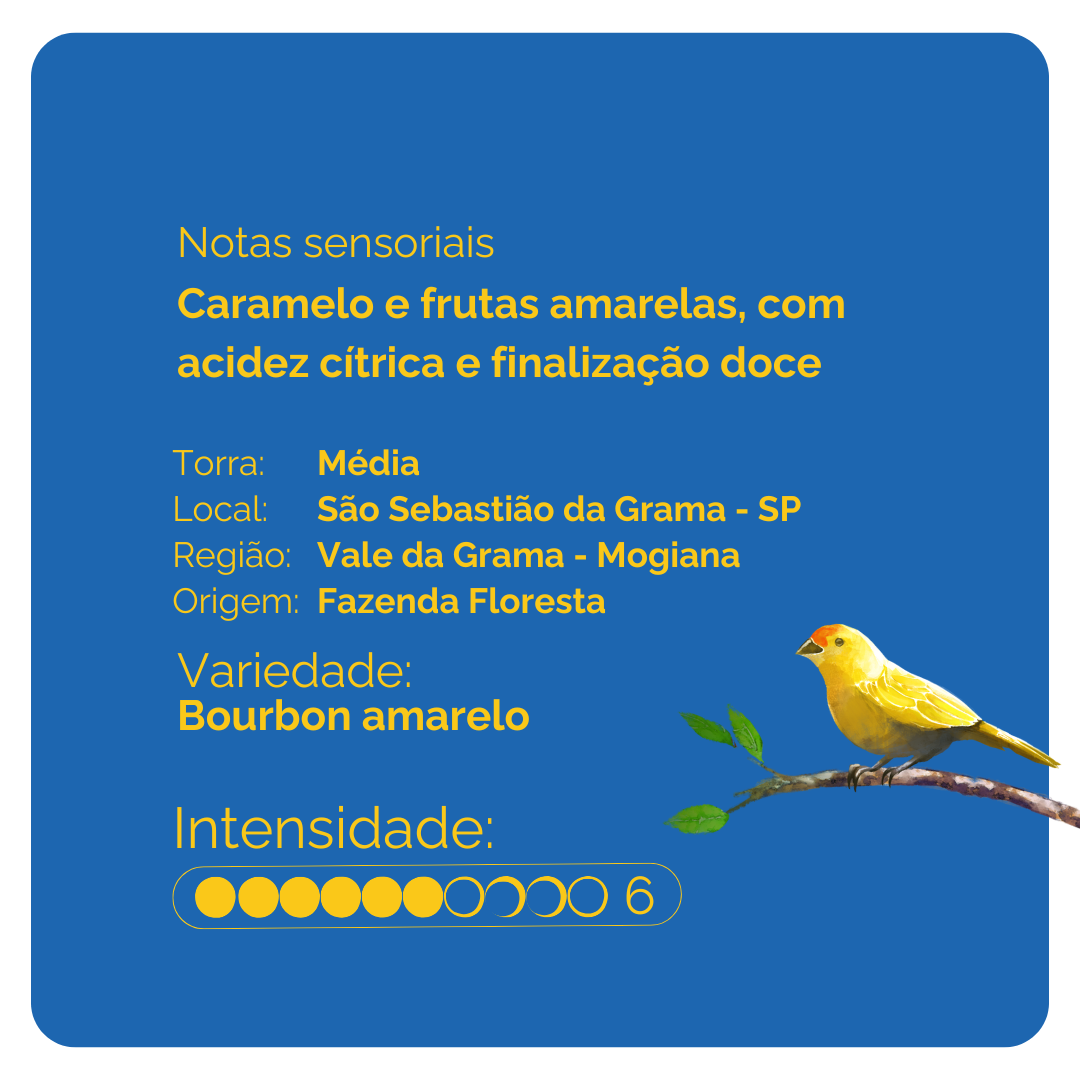 Drip Coffee Bourbon Amarelo 10 unidades | Café Fazenda Floresta