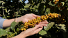 KIT cafés especiais em grãos — 4 pacotes 250g - 1 Clássico / 1 Reserva / 1 Arara / 1 Intenso | Café Fazenda Floresta