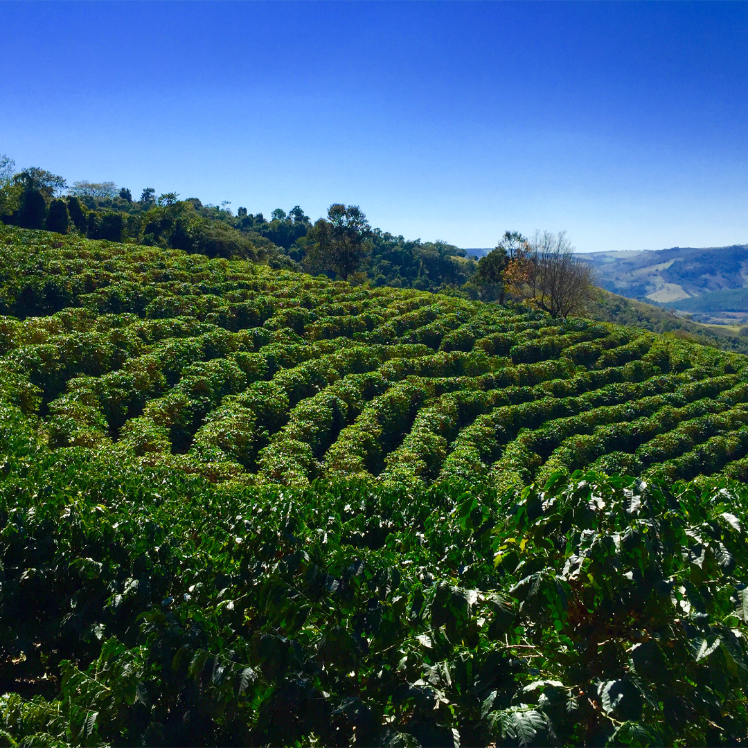 Café Fazenda Floresta Especial Arara